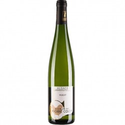 Muscat Bader  cl.75